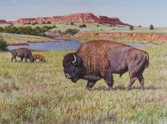 Kansas Buffalo